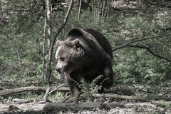 Killikus&reg; Fotographie